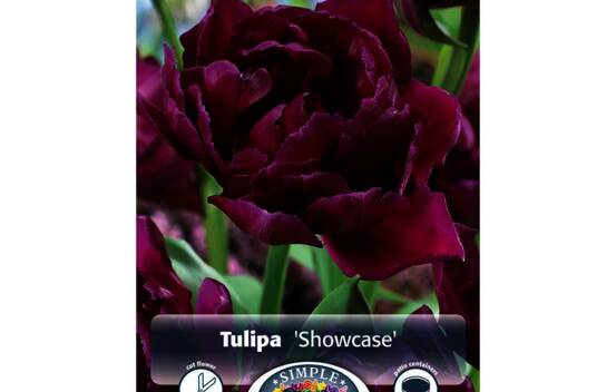 Tulipe Showcase (Double h&acirc;tive) (Zone : 3) (Paquet de 5 bulbes)