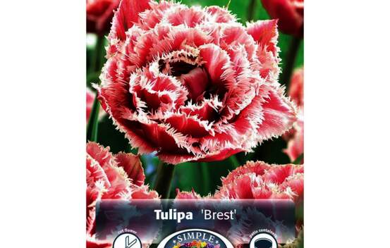 Tulipe Brest (Double h&acirc;tive) (Zone : 3) (Paquet de 8) (taille : 11/12 cm)