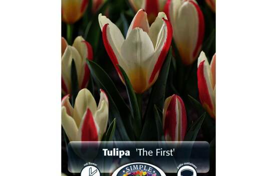 Tulipe The First (Kaufmanniana) (Zone : 3) (Paquet de 8 bulbes)