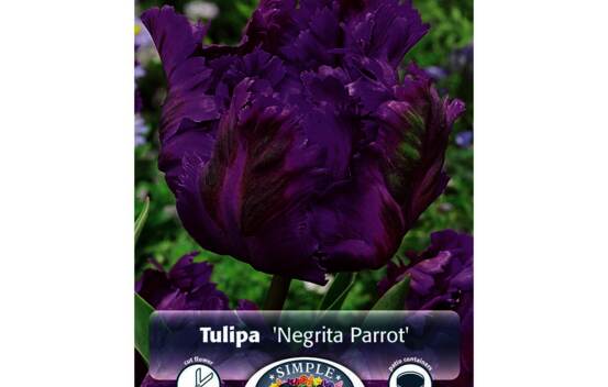 Tulipe Negrita Parrot (Perroquet) (Zone : 3) (Paquet de 5 bulbes)