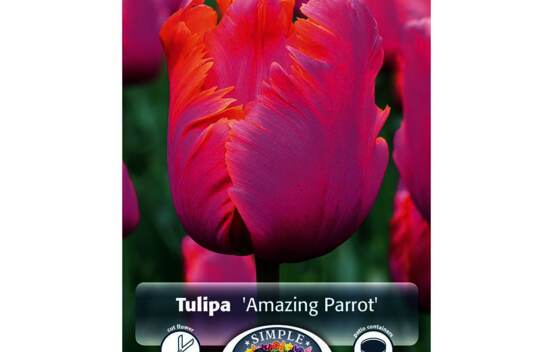 Tulipe Amazing Parrot (Perroquet) (Zone : 4) (Paquet de 5 bulbes)