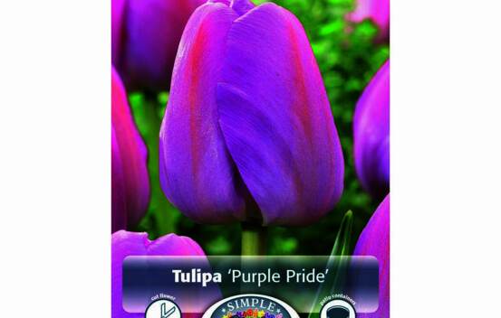 Tulipe Purple Pride (Darwin Hybride) (Zone : 3) (Paquet de 5 bulbes)