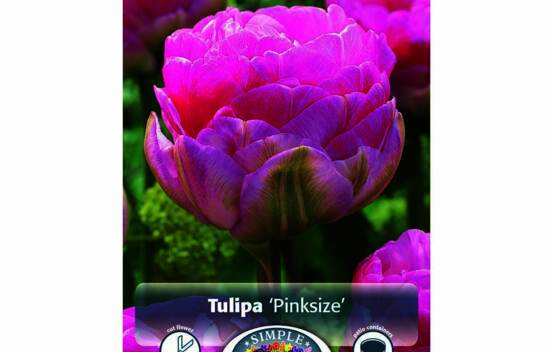 Tulipe Pinksize (Pivoine Double tardive) (Zone : 3) (Paquet de 5 bulbes)
