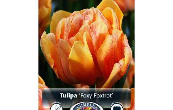Tulipe Foxy Foxtrot (Double h&acirc;tive) (Zone : 3) (Paquet de 5 bulbes)
