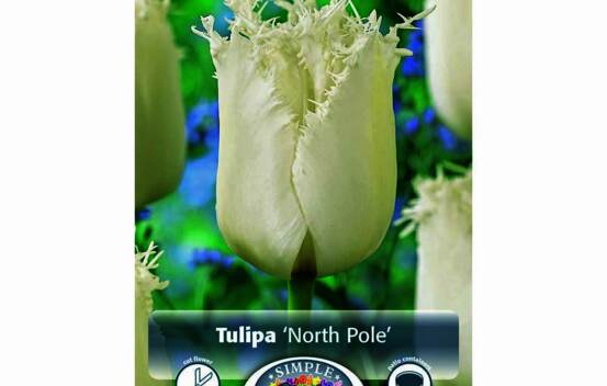 Tulipe North Pole (Frang&eacute;e) (Zone : 3) (Paquet de 5 bulbes)