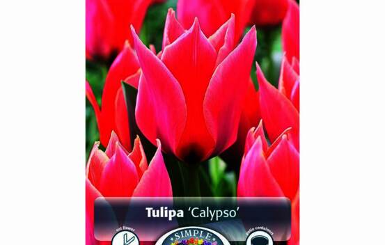 Tulipe Calypso (Greigii) (Zone : 3) (Paquet de 8) (taille : 12 cm et +)