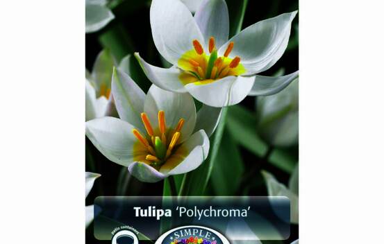 Tulipe Polychroma (Botanique) (Zone : 3) (Paquet de 10 bulbes)