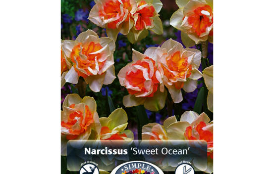 Narcisse Sweet Ocean (Double) (Zone : 3) (Paquet de 5 bulbes)