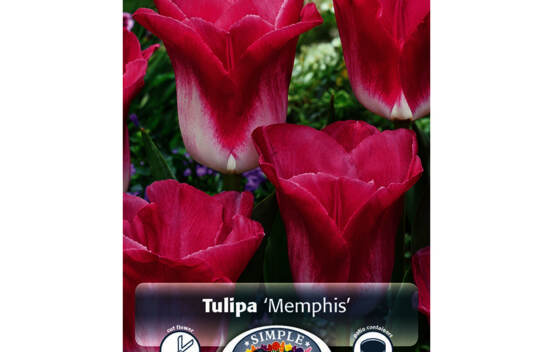 Tulipe Memphis (Triumph) (Paquet de 8) (taille : 12 cm et +)