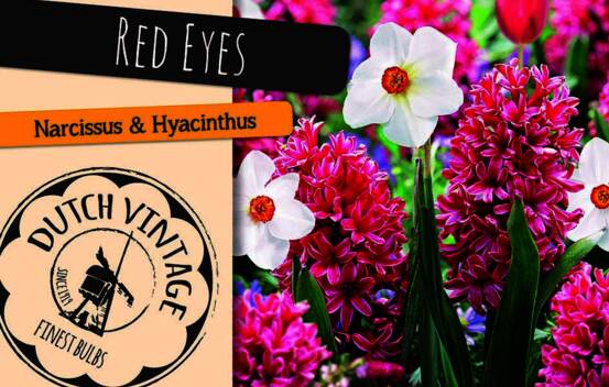 Jacinthe et Narcisse Red Eyes (M&eacute;lange Dutch Vintage) (Paquet de 8 bulbes)