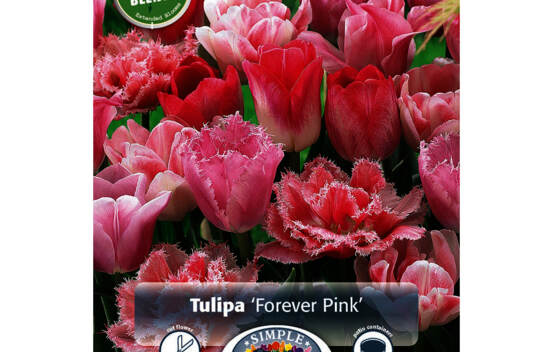 Tulipe Forever Pink Blend (P&eacute;riode de floraison &eacute;tendue - Inspiration Blend) (Paquet de 10 bulbes)