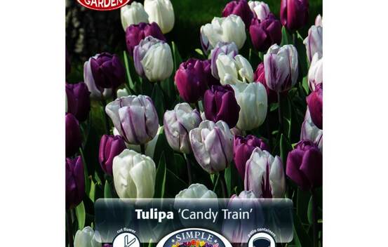 Tulipe Candy Train (M&eacute;lange Border Garden) (Paquet de 10 bulbes)