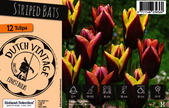 Tulipe Striped Bats (M&eacute;lange Dutch Vintage) (Paquet de 8 bulbes)