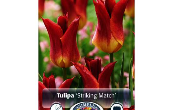 Tulipe Striking Match (Fleur de lys) (Zone : 3) (Paquet de 6 bulbes)