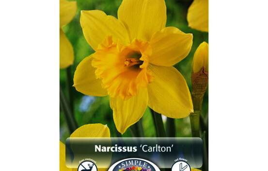 Narcisse Carlton (Large Cupped) (Paquet de 5 bulbes)