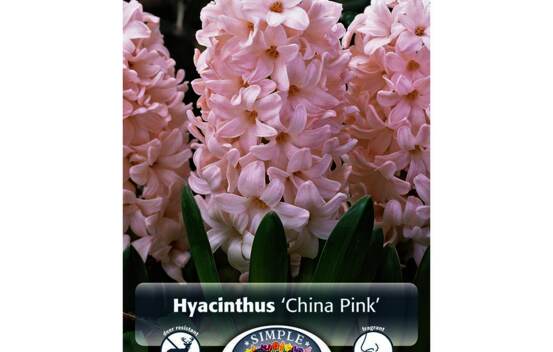 Jacinthe China Pink (Paquet de 5 bulbes)