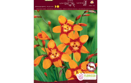 Crocosmia Emily MacKenzie (Paquet de 10 bulbes)