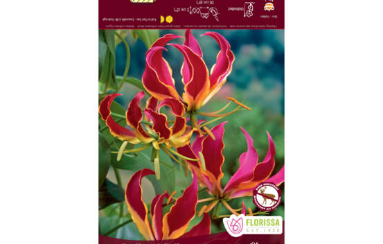 Gloriosa Rothschildiana (1 bulbe)