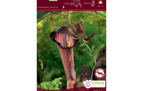 Arisaema Speciosum (Paquet de 2 bulbes)