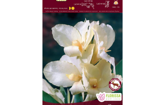Canna Vanilla Cream (Feuillage Vert) (1 bulbe)