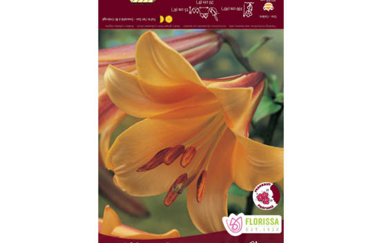 Lys African Queen (Trompette) (1 bulbe)