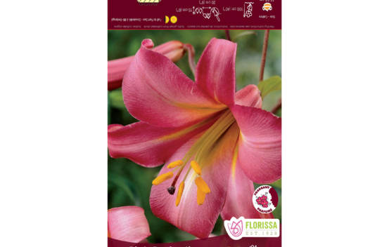 Lys Pink Perfection (Trompette) (1 bulbe)