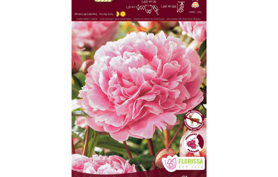 Pivoine Sarah Bernhardt (1 bulbe)
