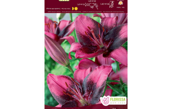 Lys Purple Dream (Asiatique) (Paquet de 3 bulbes)