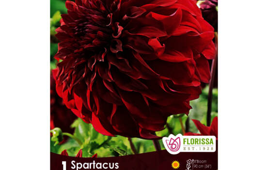 Dahlia Spartacus (Dinnerplate) (1 bulbe)