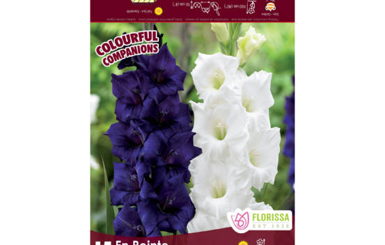 Gla&iuml;eul En Pointe (Volbeat & Solist) (Deep Purple & White) (Colourful Companions) (Paquet de 15 bulbes)