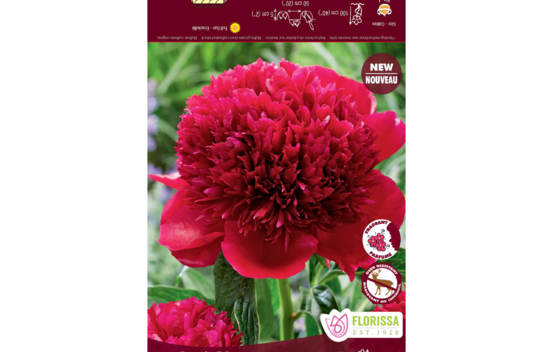 Pivoine Red Charm (1 bulbe)
