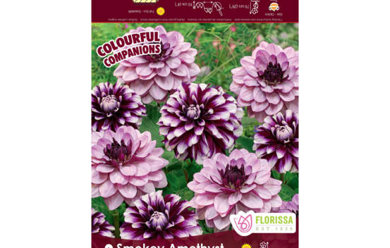 Dahlia Smokey Amethyst (Ariko & Crème de Cassis) (Décoratif) (Colourful Companions) (Paquet de 3 bulbes)