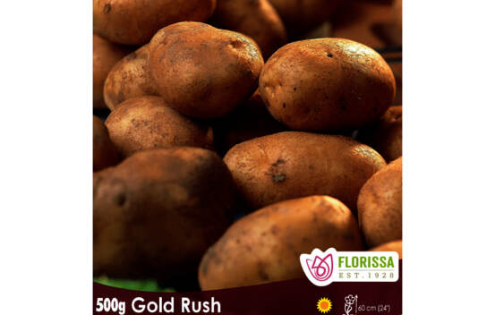 Pomme de terre Gold Rush (Russet &agrave; chair jaune) (Paquet de 2 kg)