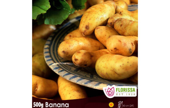 Pomme de terre Banana (Peau et chair jaune) (Paquet de 500 g)