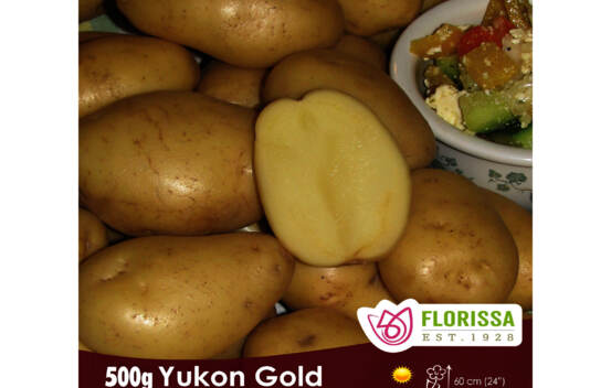 Pomme de terre Yukon Gold (Grelots hâtifs) (Peau et chair jaune) (Biologique) (Paquet de 500 g)