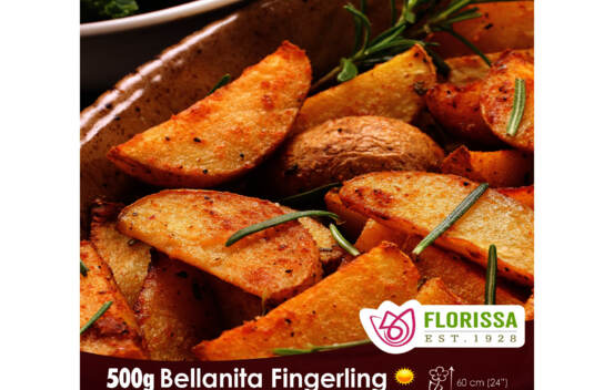 Pomme de terre Bellanita (Peau et chair jaune) (Paquet de 500 g)