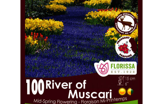Muscari River of Muscari (Parfum&eacute;) (Zone : 4) (Paquet de 100 bulbes)