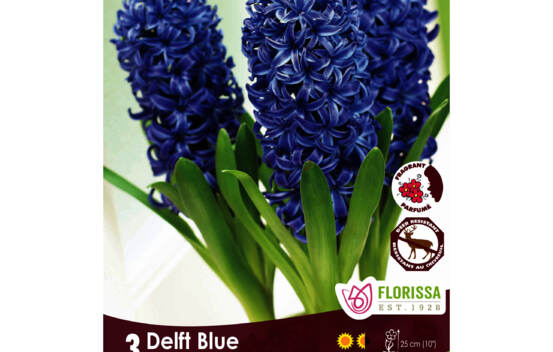 Jacinthe Delft Blue (Forc&eacute;e) (Zone : 4) (Paquet de 3 bulbes)