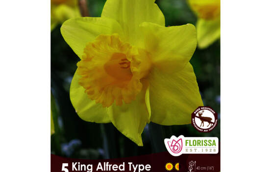Narcisse Jaune King Alfred (Trompette) (Zone : 3) (Paquet de 5 bulbes)