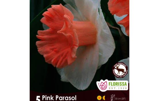 Narcisse Pink Parasol (Trompette) (Zone : 3) (Paquet de 5)