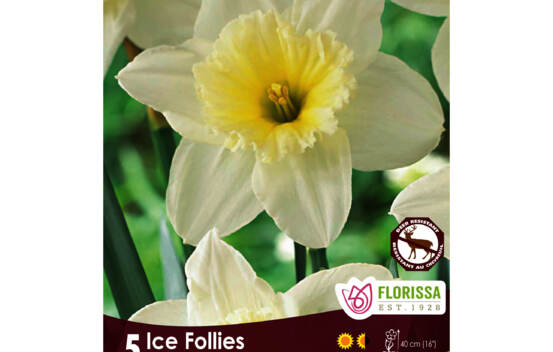 Narcisse Ice Follies (Cupped) (Zone : 3) (Paquet de 5 bulbes)