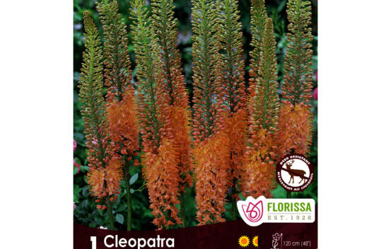 Eremurus Cleopatra (Lis des steppes - Queue de renard) (Zone : 4) (1 bulbe)