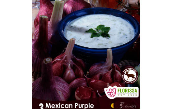 Ail Mexican Purple (Purple Stripe) (Hardneck - Porcelaine) (Zone : 2) (Paquet de 3 bulbes)