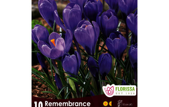 Crocus Remembrance (&Agrave; grandes fleurs) (Zone : 4) (Paquet de 10 bulbes)