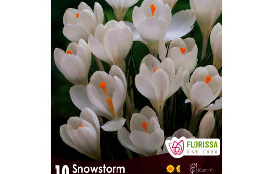 Crocus Snowstorm (&Agrave; grandes fleurs) (Zone : 4) (Paquet de 10 bulbes)