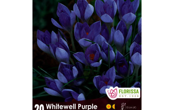 Crocus Whitewell Purple (Snow - Botanique) (Zone : 4) (Paquet de 20 bulbes)