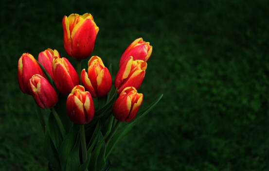 Tulipe Leen van der Mark (Zone : 3) (Paquet de 50)