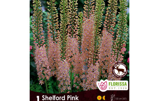 Eremurus Pink (1 bulbe)