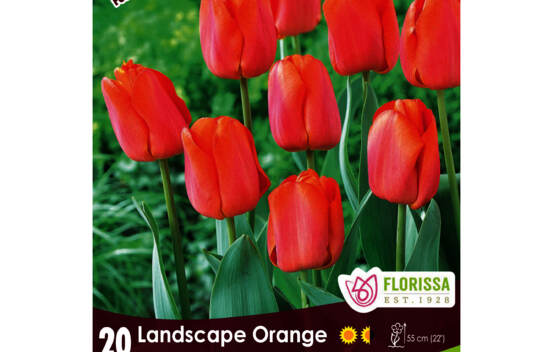 Tulipe Landscape Orange (Mammoth Pack) (Zone : 3) (Paquet de 20 bulbes)