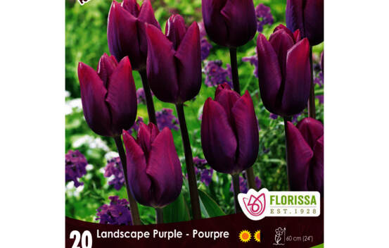 Tulipe Landscape Mauve (Mammoth Pack) (Zone : 3) (Paquet de 20 bulbes)